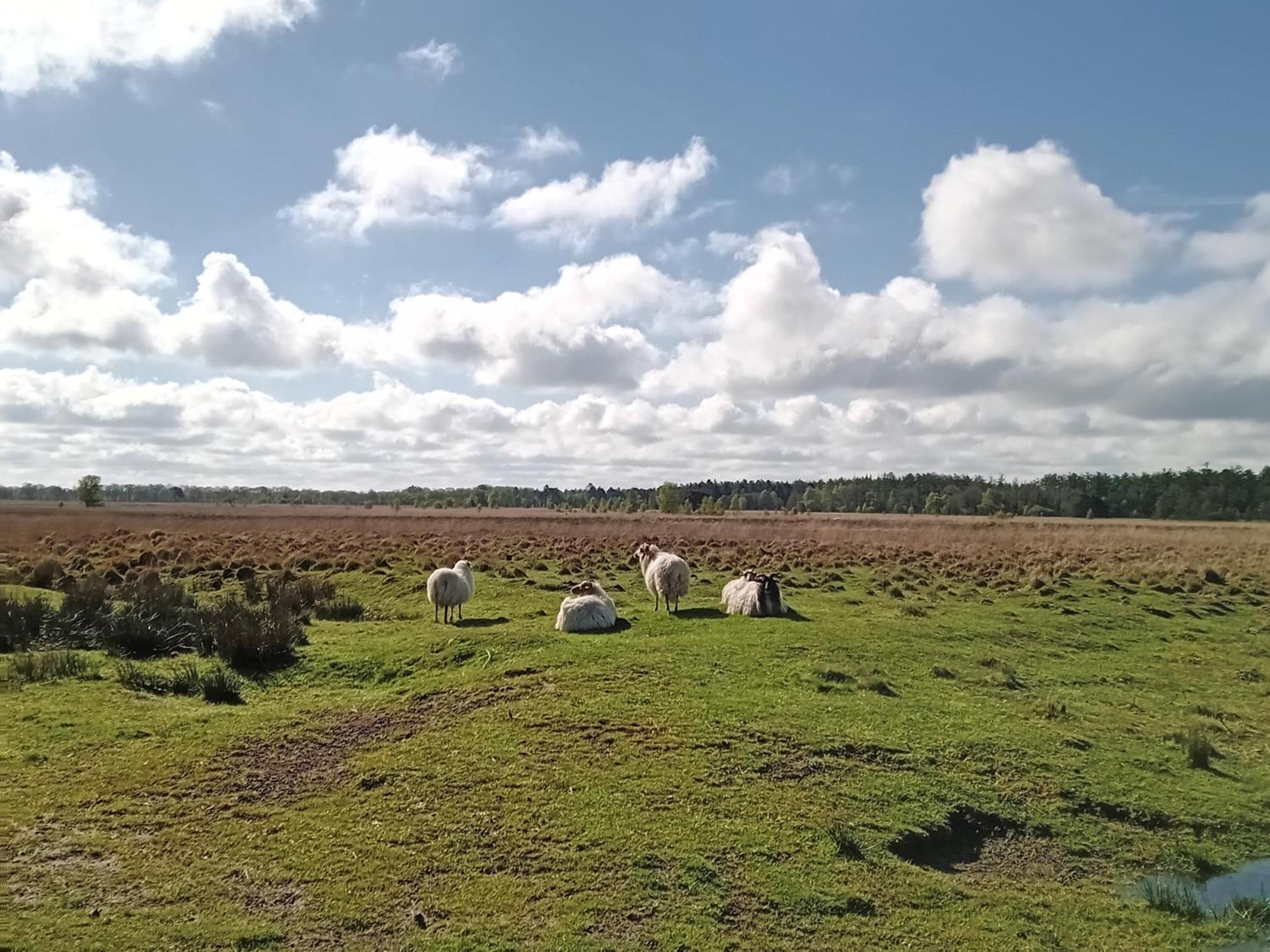 Ruim Huisje Op Een Prachtige Plek Hemrik Kültér fotó